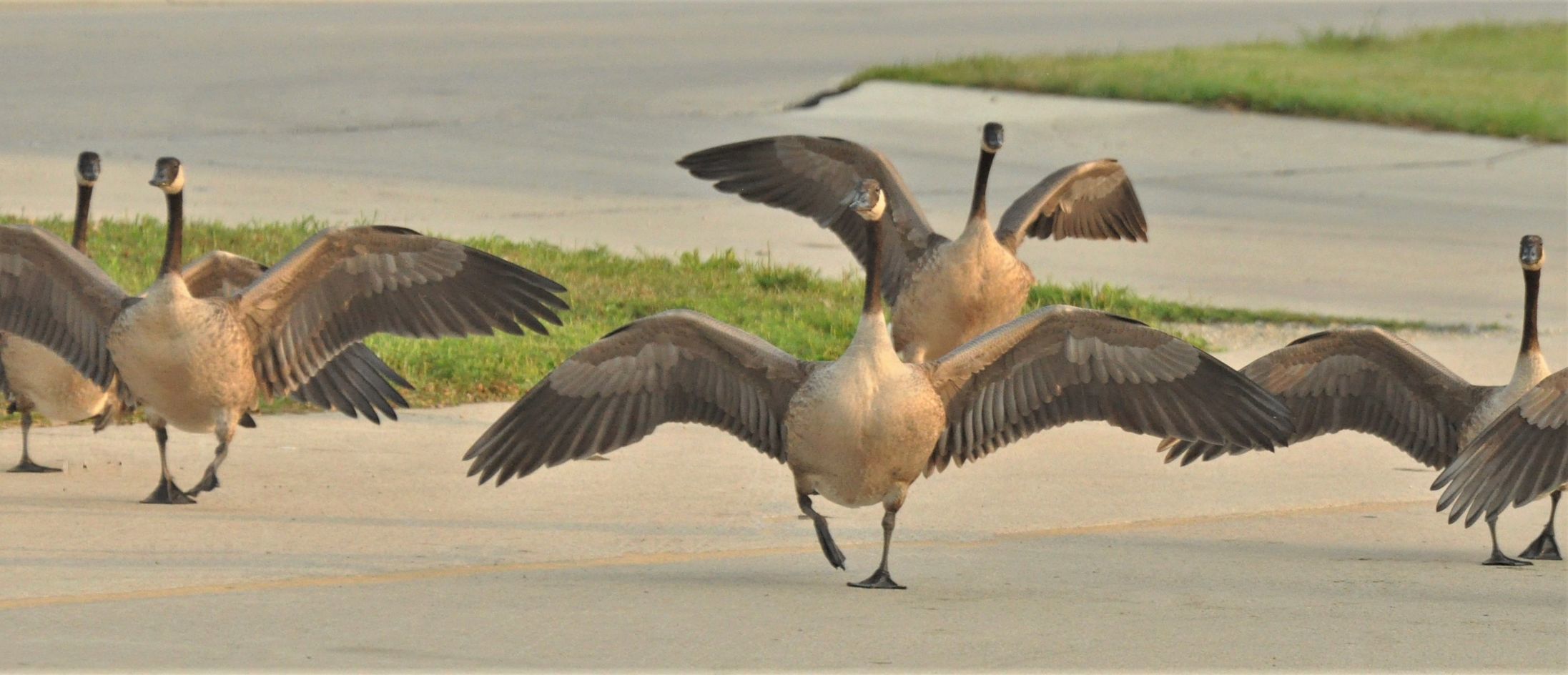 Learning to fly